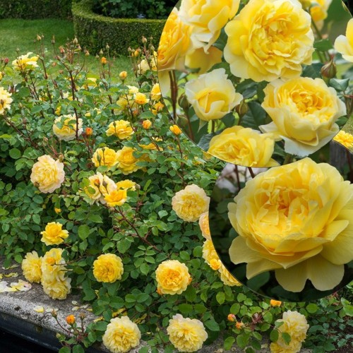 Rosa 'The Poet's Wife' - Roos 'The Poet's Wife' C4/4L